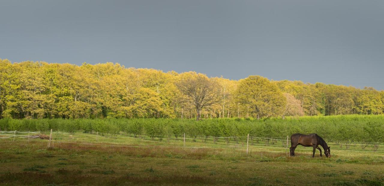 Agriturismo Il Poggio Vetralla Εξωτερικό φωτογραφία